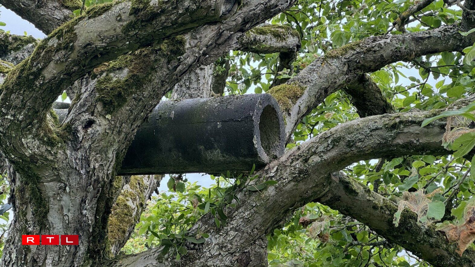 E sougenannt Naschtrouer fir de Steekauz.