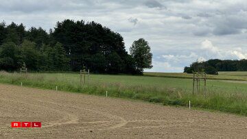 Jonk Beem ginn duerch Péil an Zénk do virdru geschützt, datt Déiere wéi Kéi oder Schof dru ginn.