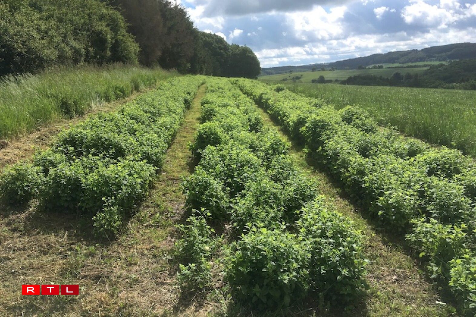 Un champ de mélisse