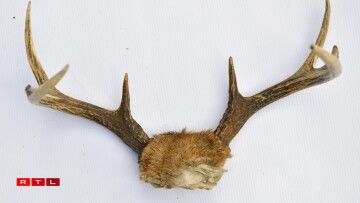 Les bois d'un cervidé.