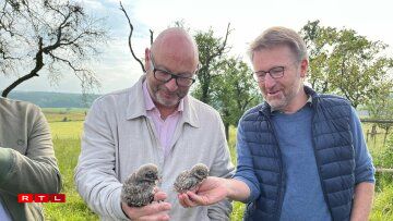 Déi neigebuere Steekäiz zu Schëtter.