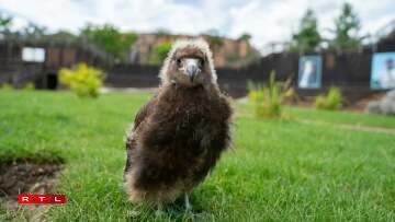 L'un des deux jeunes caracaras des montagnes nés cette année au Zoo d'Amnéville. Seulement trois individus sont nés en captivité dans le monde en 2025.