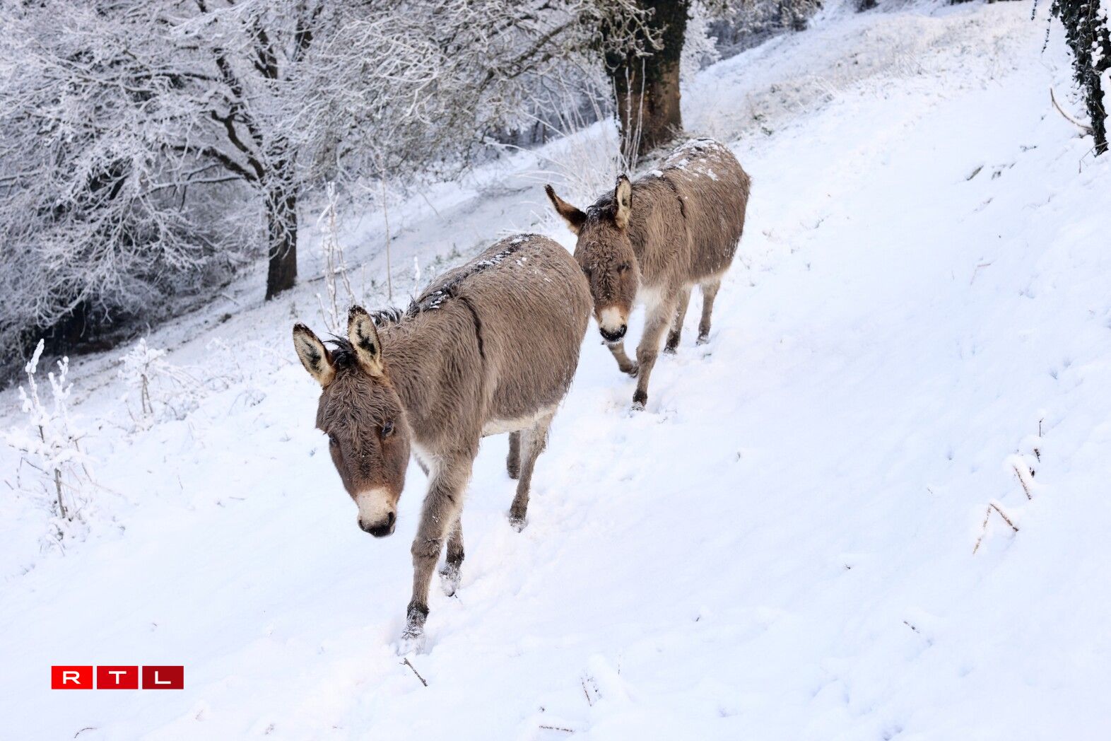 Dans la campagne de Montaigu en Vendée, au sud de Nantes.