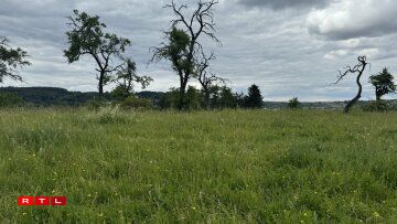 Eng verwuesse Wiss mat Polykulturen.