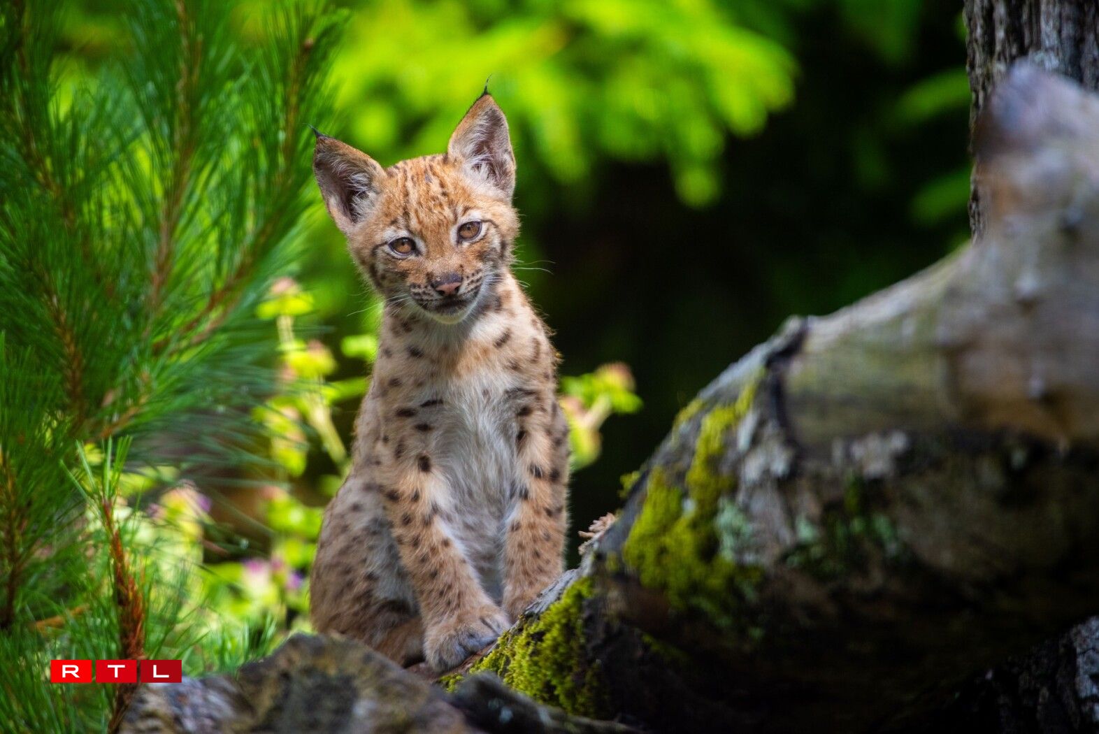 Un jeune lynx boréal, né ce printemps au Zoo d'Amnéville.