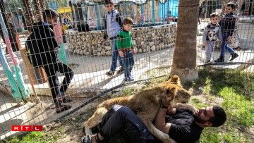 Palestinian zoo woker Mohamed Jumaa plays with the declawed lioness