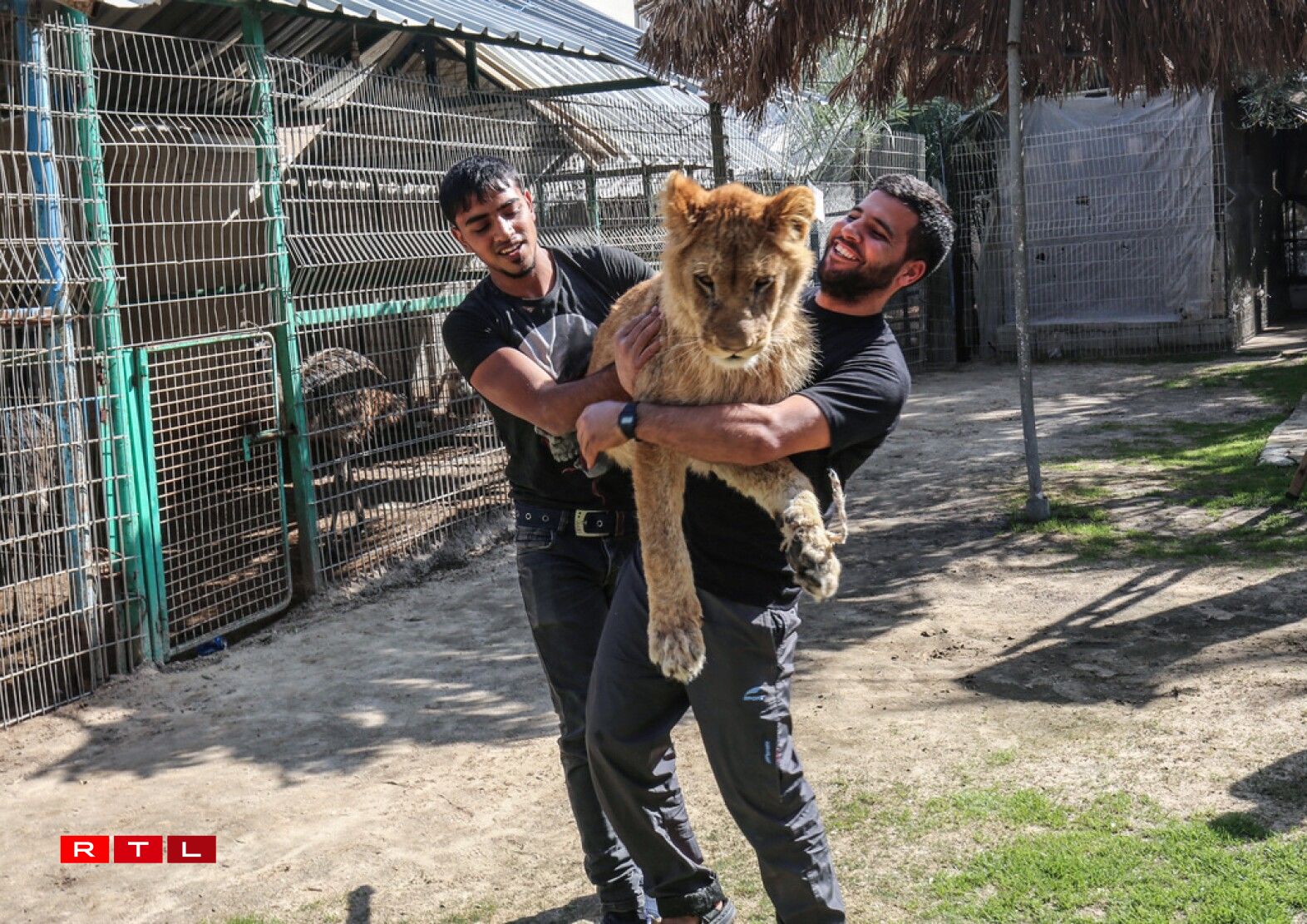 Palestinian zoo workers hold up the lioness