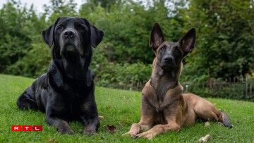 Dem Gwen säi Labrador Twix an de belsche Schäferhond Kaya.