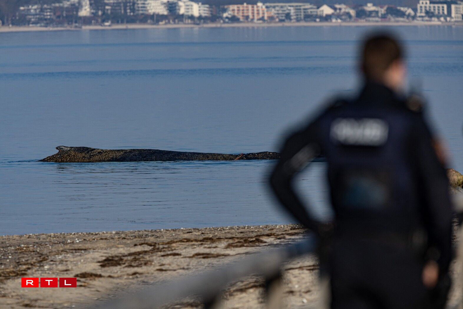Un der Ostséiküst a Schleswig-Holstein gouf den 23. Mäerz 2026 e Wal virun Niendorf ugespullt.