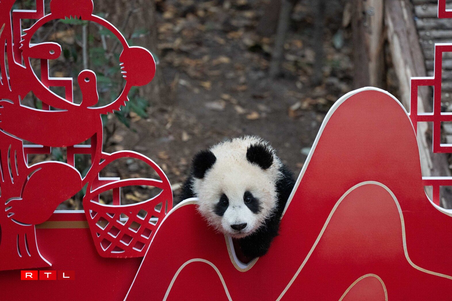 D'Pandaen am Fuerschungszenter den 4. Februar 2026.