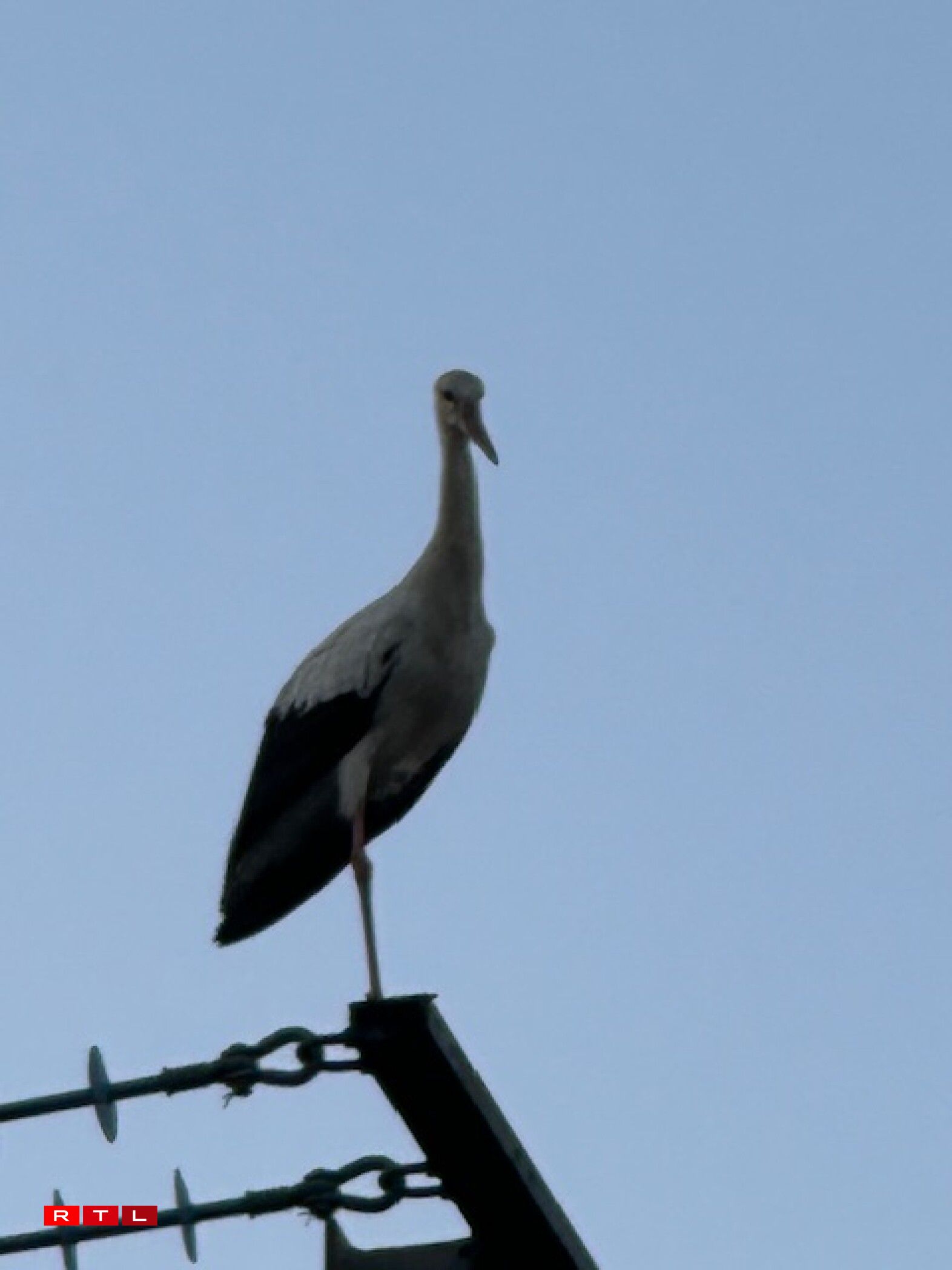 Weider Storchen zu Wal