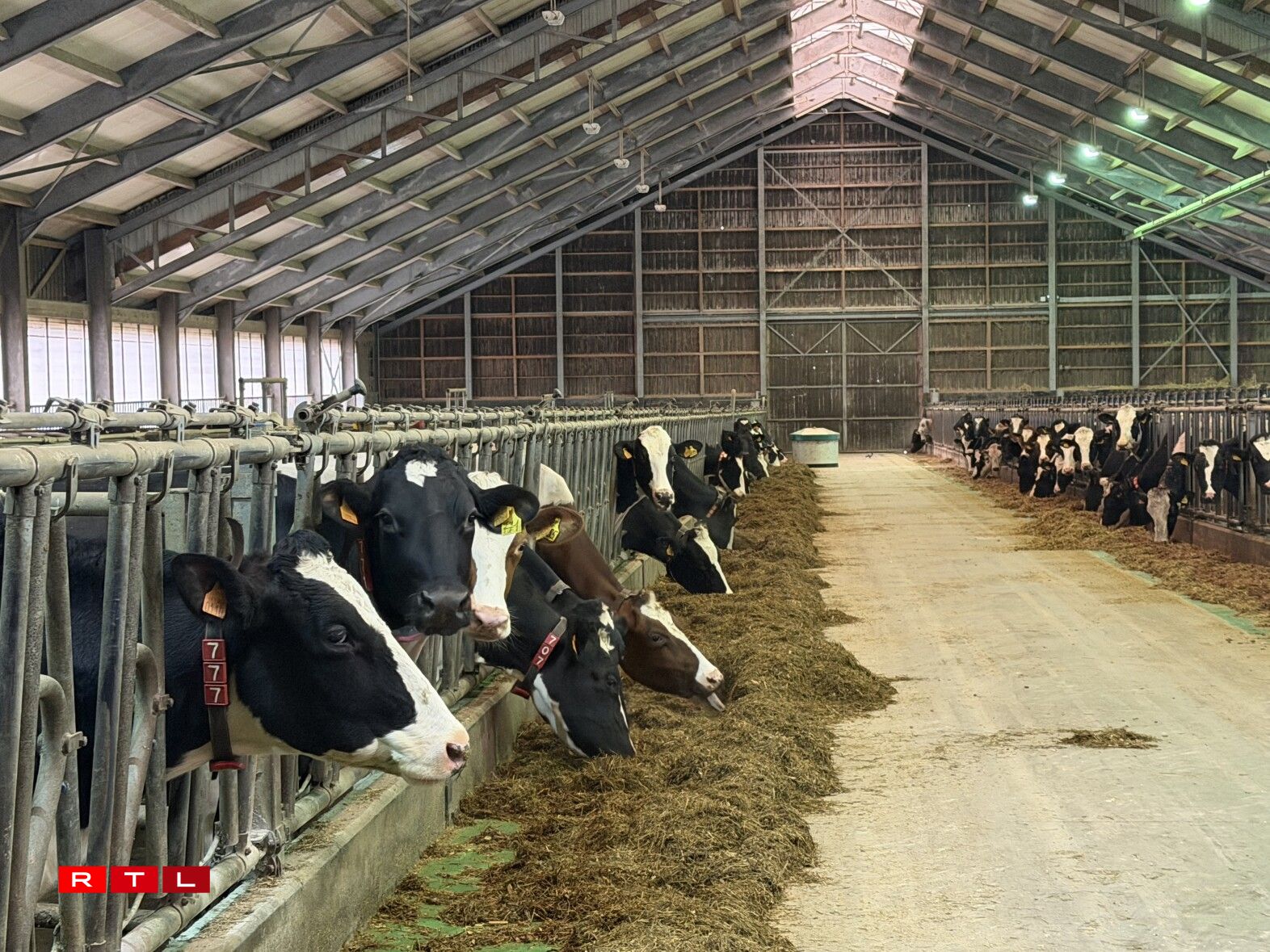 Am Stall vun engem Lëtzebuerger Bauer