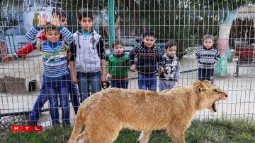 Palestinian children look through the bars of a cage at the declawed lioness