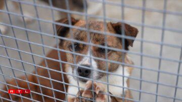 Dat privat Asyl an der Géigend vu Bukarest kritt keng Hëllef vum Staat an ass komplett op Spenden ugewisen. Si këmmere sech ëm eng 150 Hënn a 40 Kazen.