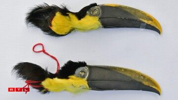 Parmi les saisies, ont été retrouvées: des têtes de toucans...