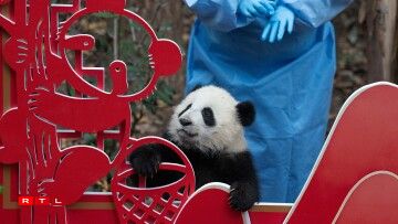 D'Pandaen am Fuerschungszenter den 4. Februar 2026.