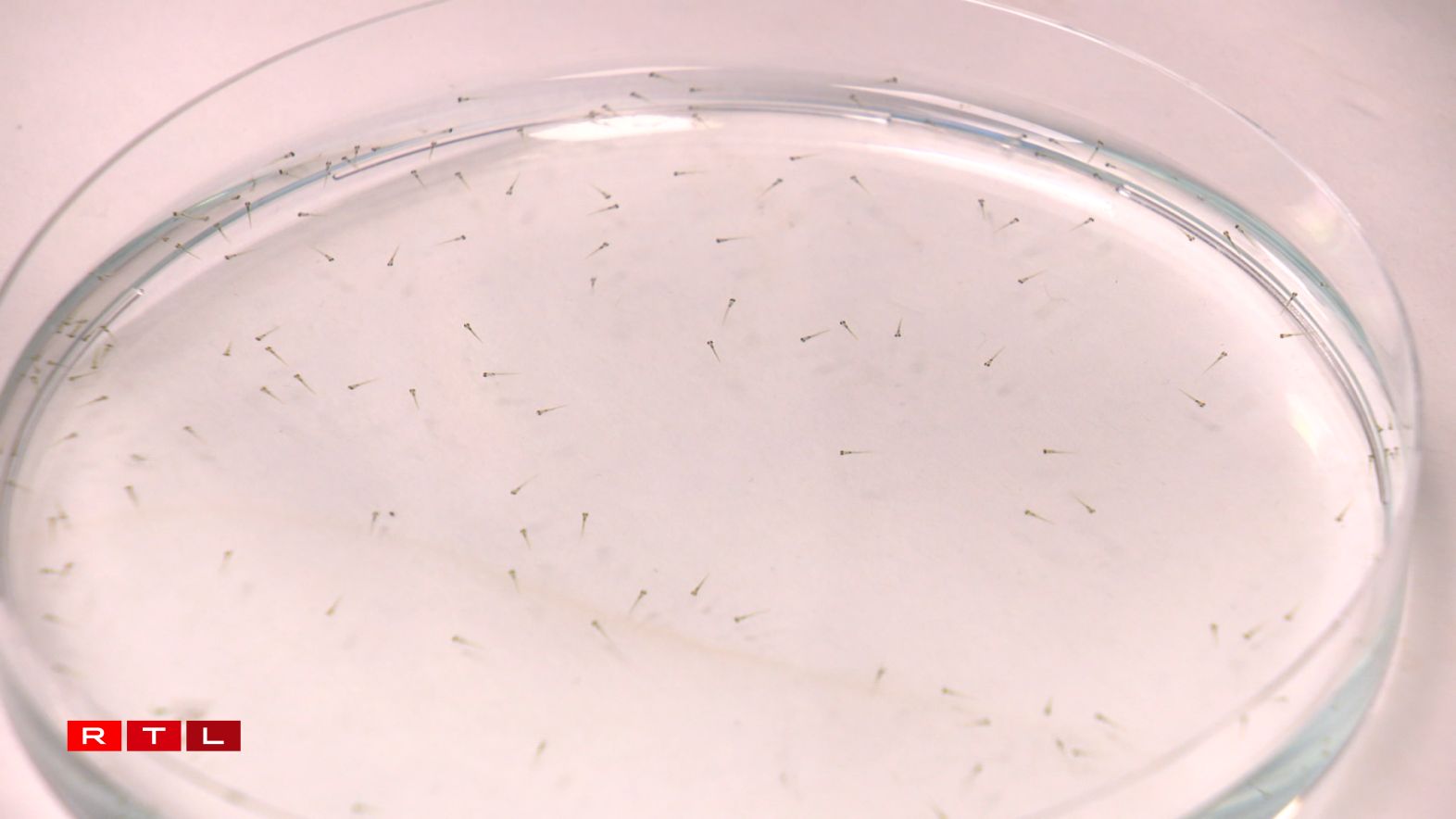 An den éischten Deeg vun hirer Entwécklung sinn Zebra-Fësch net just ganz kleng, ma och quasi duerchsichteg, esou datt een d'Entwécklung vun hiren Organer gutt ka suivéieren.