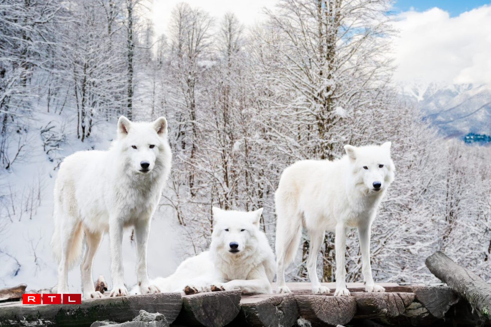 Wollef ass net gläich Wollef: Et ginn eng 40 Ënneraarte vum Groe Wëllef. Hiert Ausgesinn a Verhalen huet sech am Laf vun de Joren ugepasst un déi Géigenden an deenen si liewen. Dofir ass dem Polarwollef säi Pelz ass zum Beispill wäiss, wëll en sech esou am Schnéi besser tarne kann.