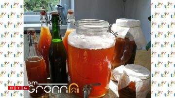 Kombucha brewing workshop