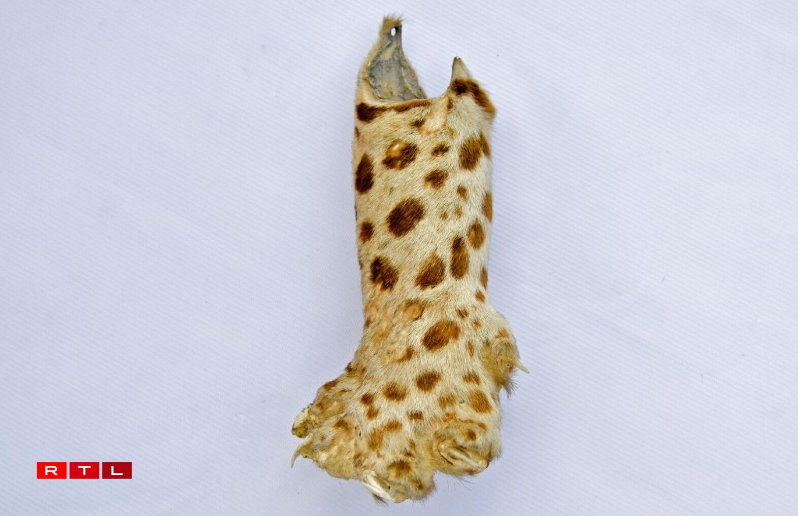 Une patte de félin...