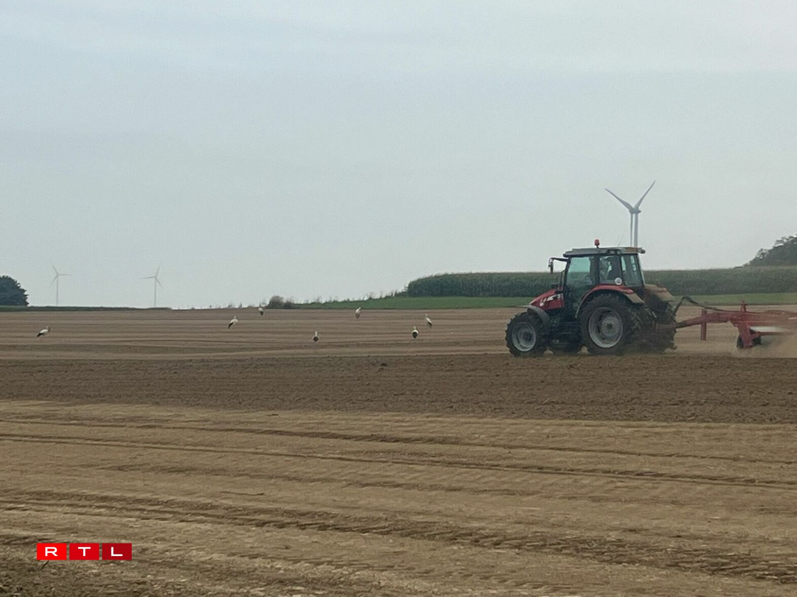 Och eng Woch méi spéit waren eng ganz Rei Storchen ze gesinn, sou wéi hei zu Wëntger, festgehale vum Bryan Weis