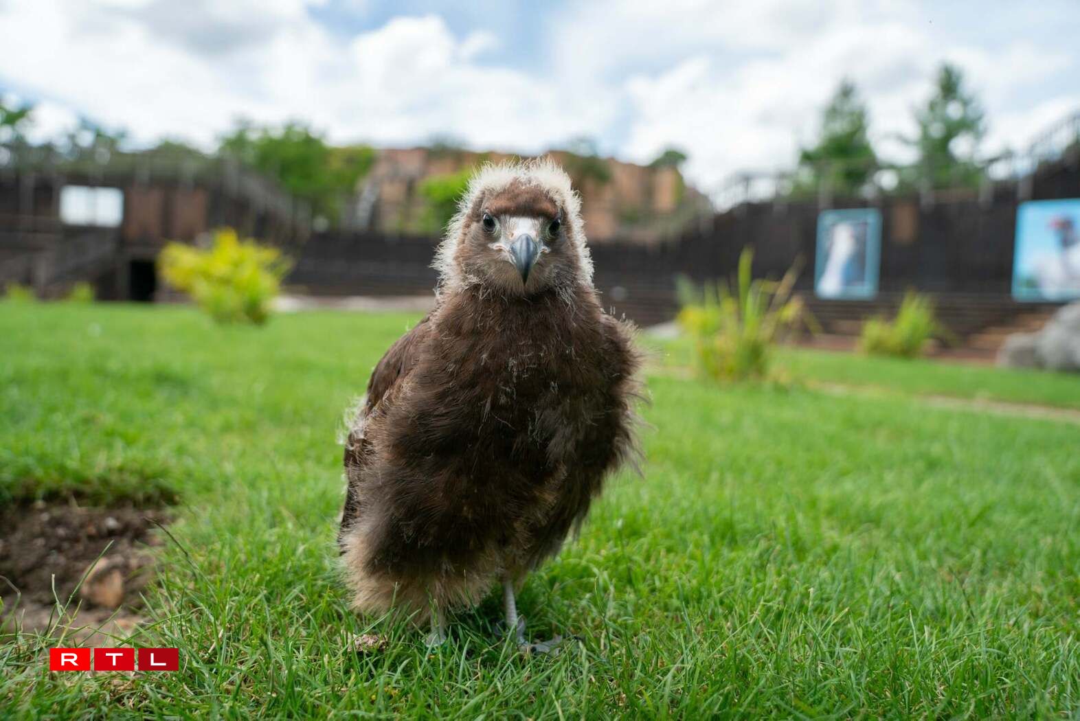 L'un des deux jeunes caracaras des montagnes nés cette année au Zoo d'Amnéville. Seulement trois individus sont nés en captivité dans le monde en 2025.