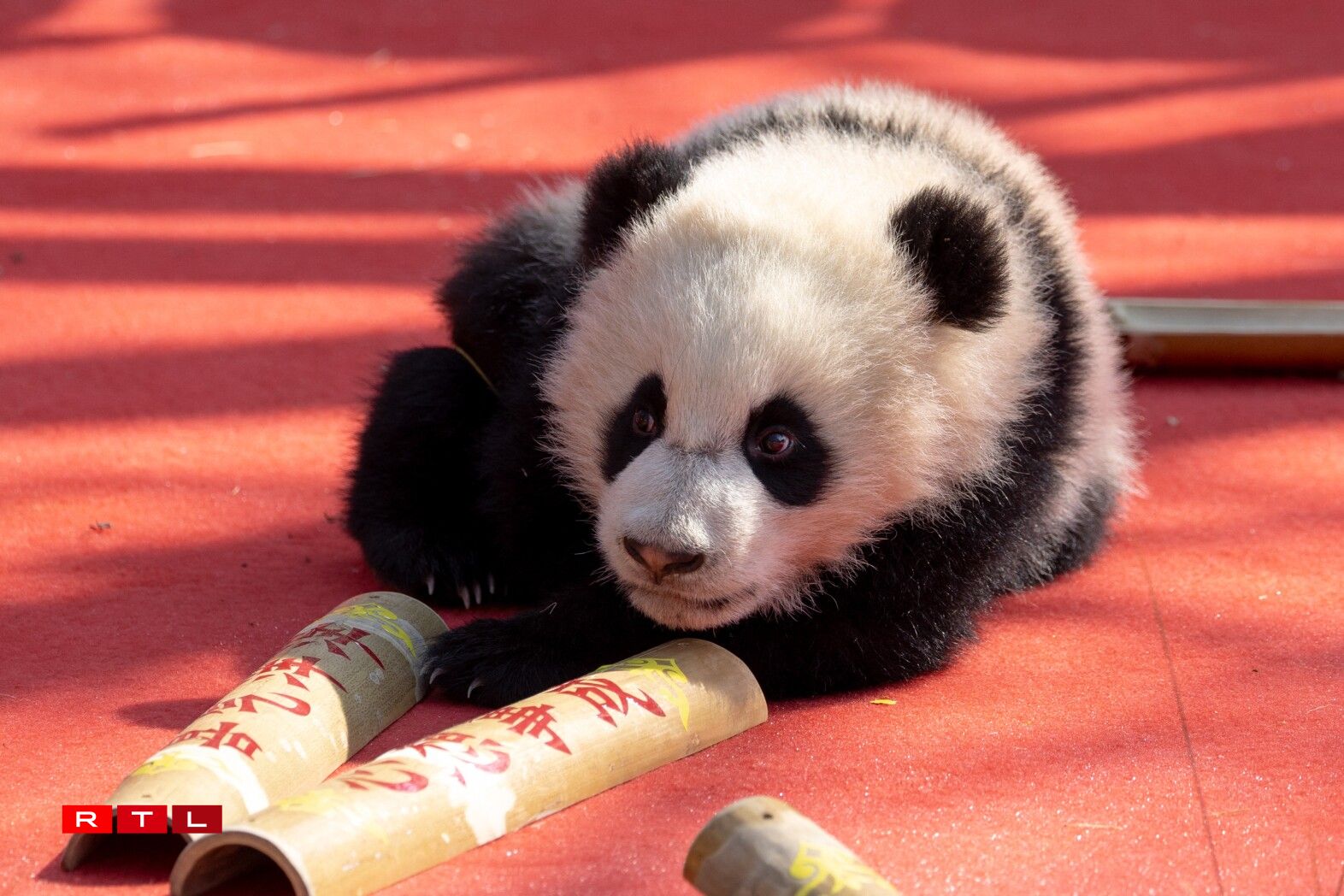 D'Pandaen am Fuerschungszenter den 4. Februar 2026.