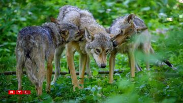 E Ruddel ass an sech eng Famill: E Ruddel besteet ëmmer aus enger Koppel an hirem Nowuess vun 2 bis 3 Generatiounen. Mat ongeféier 2 Joer maachen sech déi jonk Wëllef op de Wee fir hiren eegene Ruddel an Terrain ze fannen. Just a Gefaangenschaft mussen si et mateneen aushalen, dofir ginn do méi streng Hierarchien observéiert.