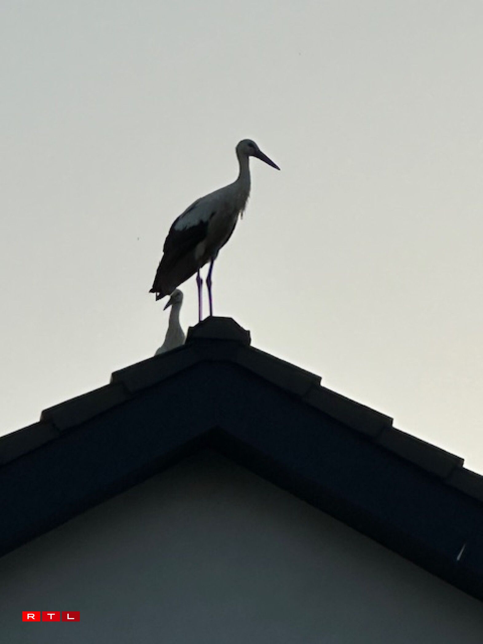 Weider Storchen zu Wal