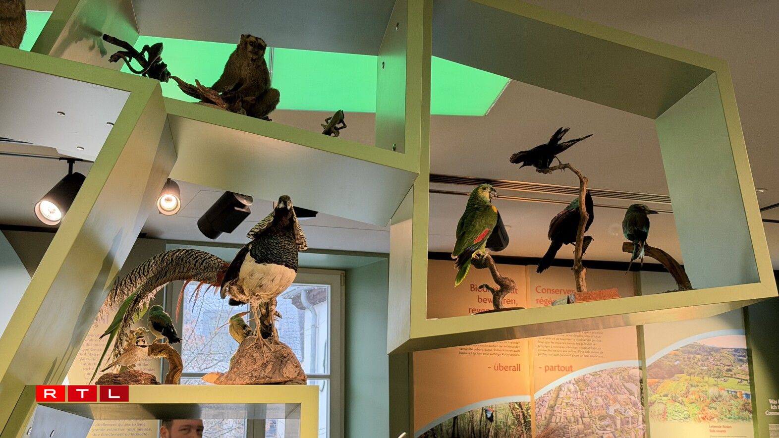 Besonnesch ausgestoppt Villercher kënne séier beschiedegt ginn.