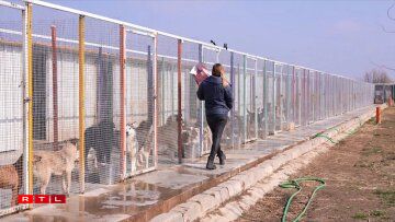 Dat privat Asyl an der Géigend vu Bukarest kritt keng Hëllef vum Staat an ass komplett op Spenden ugewisen. Si këmmere sech ëm eng 150 Hënn a 40 Kazen.