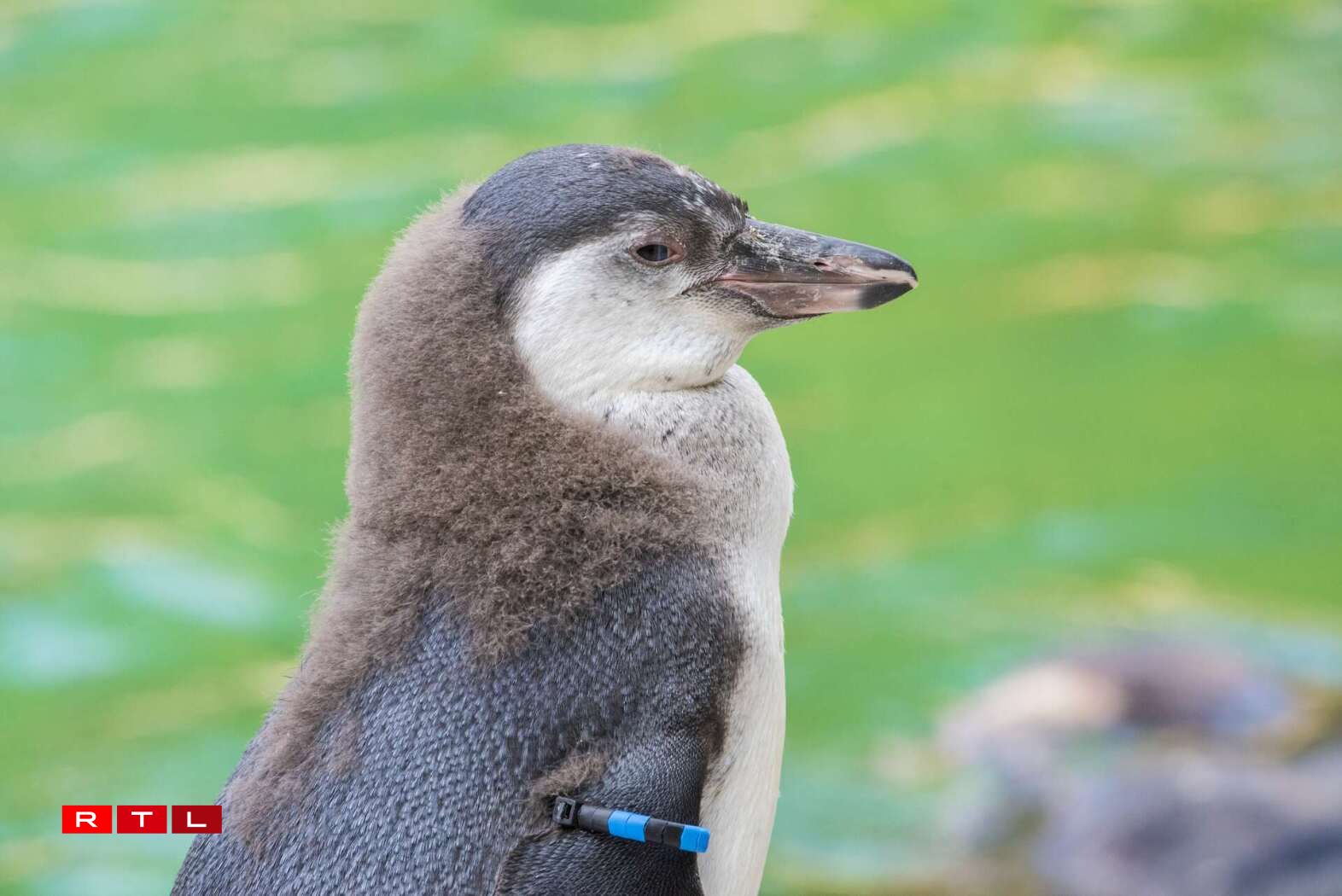 Un jeune manchot de Humboldt au Zoo d'Amnéville, une espèce originaire des côtes du Chili et du Pérou, classée vulnérable à l'état sauvage.