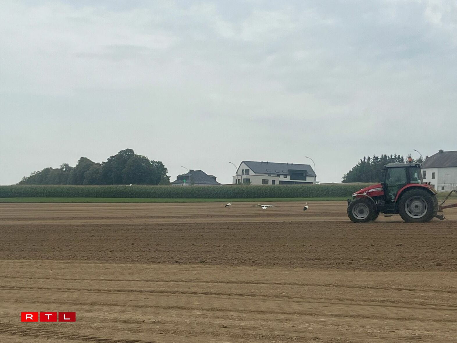 Och eng Woch méi spéit waren eng ganz Rei Storchen ze gesinn, sou wéi hei zu Wëntger, festgehale vum Bryan Weis