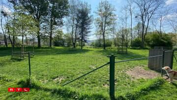 Hondswiss 1 zu Miersch