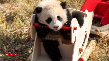 D'Pandaen am Fuerschungszenter den 4. Februar 2026.