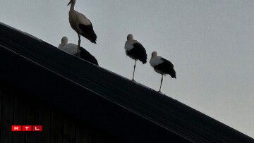 Cigognes à Grevels et Wal