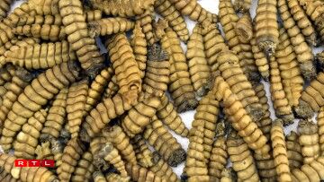 Des sonnettes de serpent...