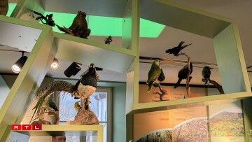 Besonnesch ausgestoppt Villercher kënne séier beschiedegt ginn.