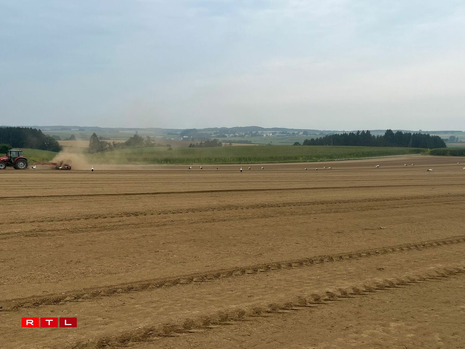 Och eng Woch méi spéit waren eng ganz Rei Storchen ze gesinn, sou wéi hei zu Wëntger, festgehale vum Bryan Weis