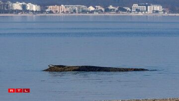 Un der Ostséiküst a Schleswig-Holstein gouf den 23. Mäerz 2026 e Wal virun Niendorf ugespullt.
