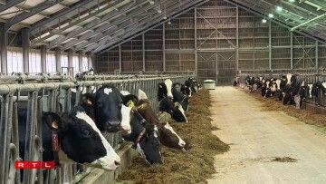 Am Stall vun engem Lëtzebuerger Bauer