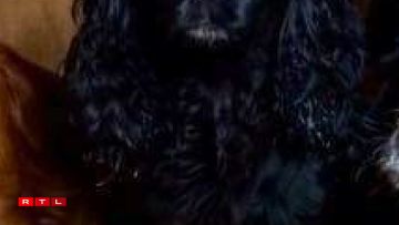 Ee vun de Muppen, déi nach vermësst ginn.