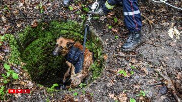 Il a pu être remonté par les pompiers et leurs sauveteurs animaliers.