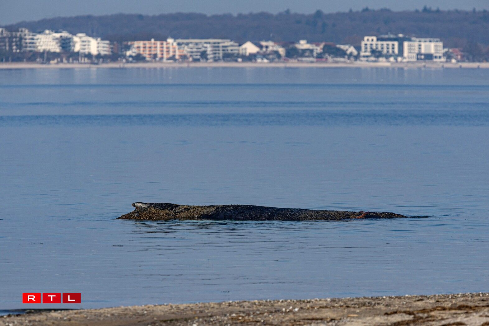 Un der Ostséiküst a Schleswig-Holstein gouf den 23. Mäerz 2026 e Wal virun Niendorf ugespullt.