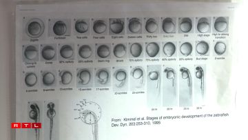 D'Entwécklung vun Zebra-Fësch an der Iwwersiicht.