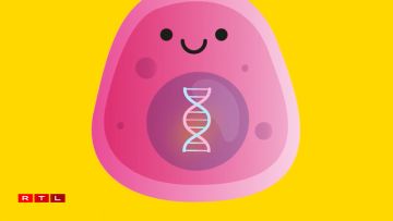 A healthy cell with intact DNA (1) can, after a DNA mutation, become a potentially dangerous mutant (2) or a cancer cell (3) both of which have defective DNA.