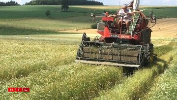 La récolte de la camomille