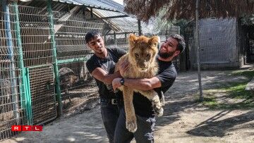 Palestinian zoo workers hold up the lioness