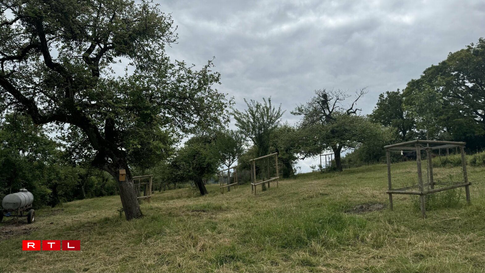 Wisen, op deene souwuel Blumme wéi och Beem wuessen an op deenen Notzdéiere stinn, sinn ideal fir den Naturschutz. D'Blummen zéien Insekten an aner Déieren un. D'Notzdéieren hëllefen d'Gras kleng halen an d'Beem an d'Hecke bidde Schutz an Naschtméiglechkeeten.