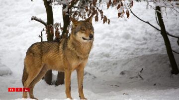 Manner geféierlech wéi eng Kou!: An deene leschte 50 Joer ass et zu 4 déidleche Virfäll mat Wëllef komm. Am Verglach an Däitschland sinn 2021 eleng 9 Leit bei Accidenter mat Kéi gestuerwen.